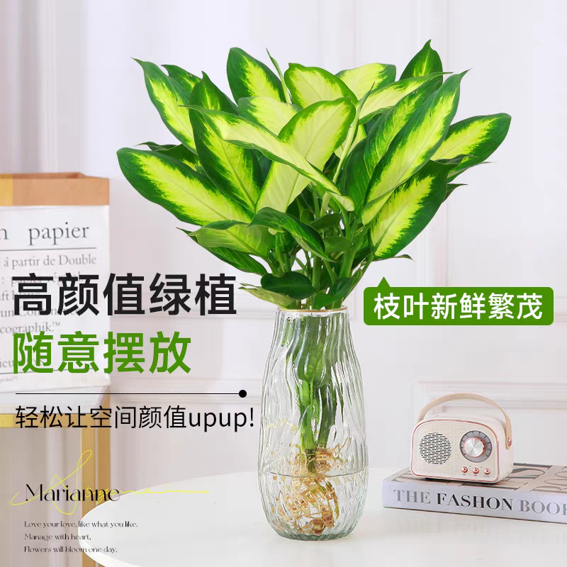万年青玛丽安盆栽室内绿植电视柜银皇后办公室桌面好养四季常青
