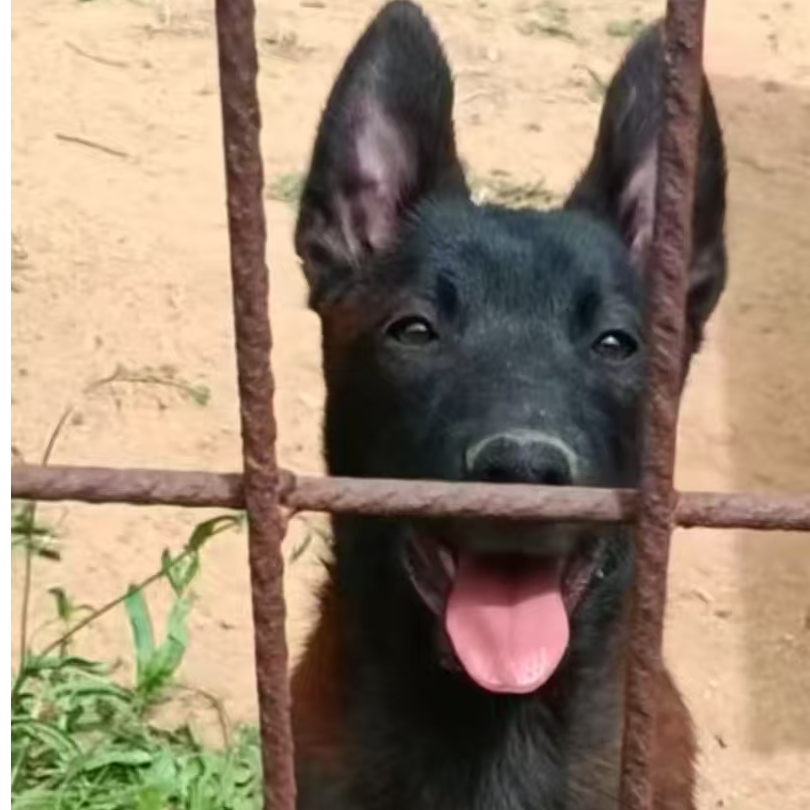 【诚信工作犬】T狗狗活体