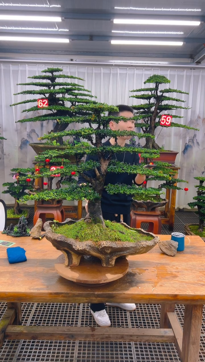 无花朵秋**寒精品盆景直播间一物一拍