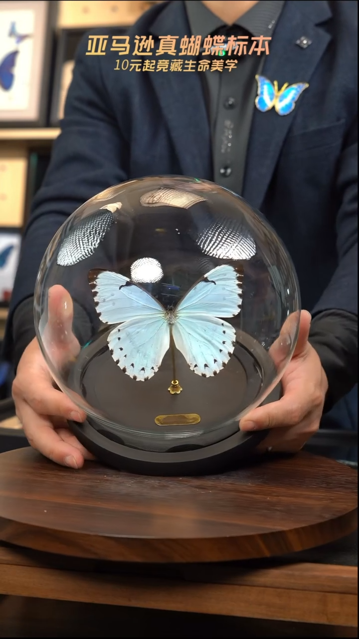 蝴蝶标本摆件竞拍肯特玻璃球款k180