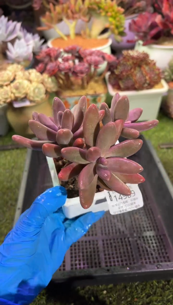 【闪购商品】14989