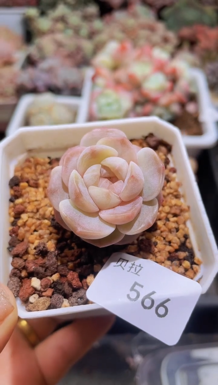 【闪购商品】566孤品溏心