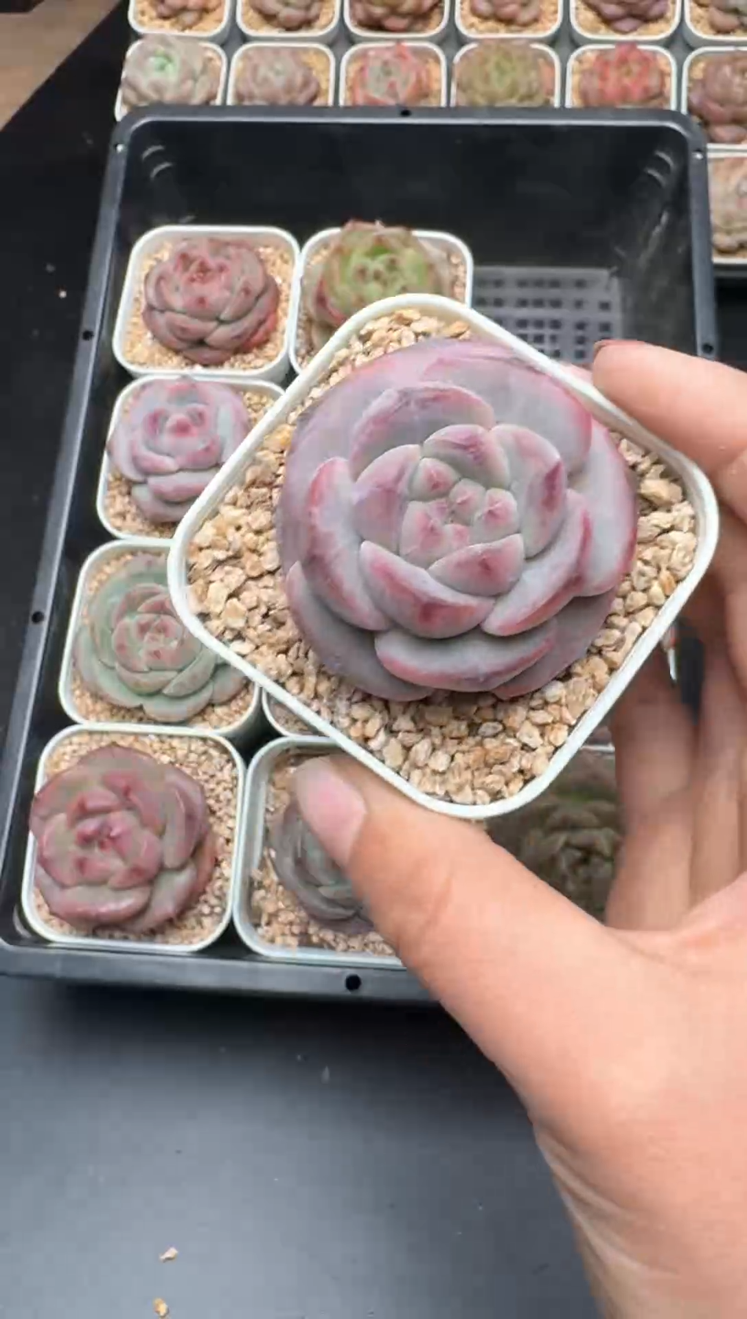 【闪购商品】598A号一物一拍多肉花卉植物拍3颗起发