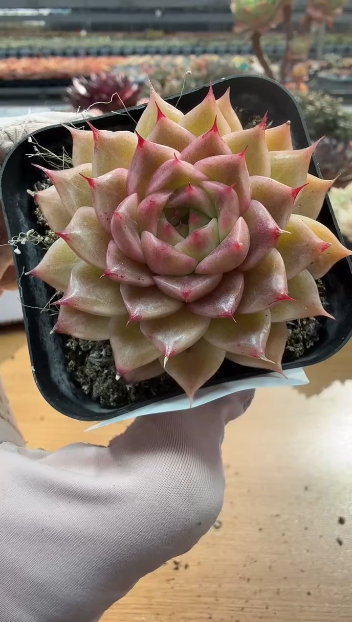 东云多肉园二店-151