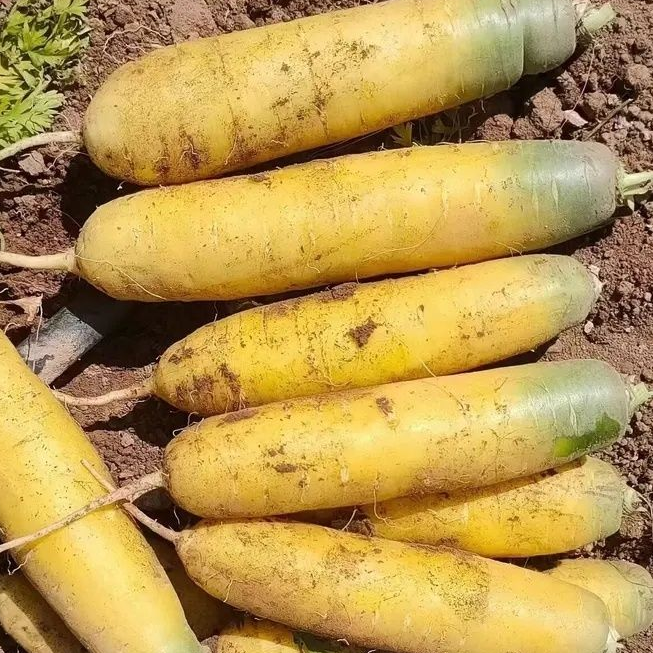 山西平遥黄胡萝卜农家蔬菜