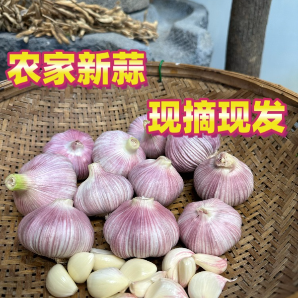 正宗紫皮大蒜新鲜现挖香辣饱满可做糖醋蒜调味
