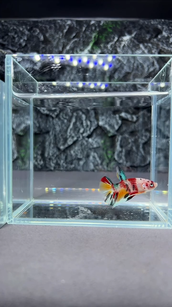 斗鱼竞拍链接A018