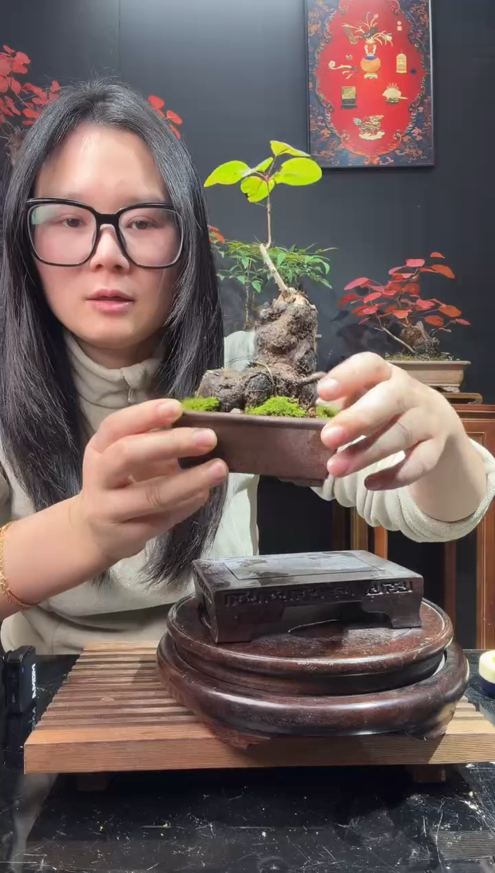 完全开放黄栌0000