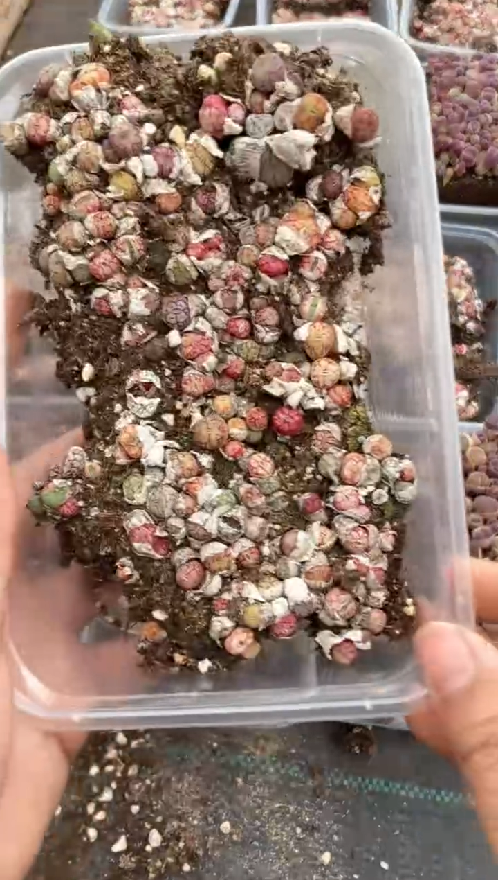 9948特价清姬切糕微瑕