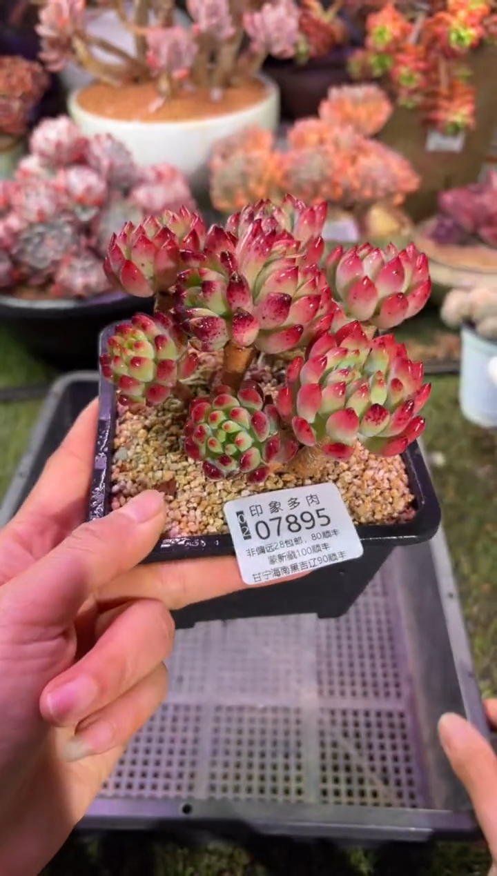 【闪购商品】07895