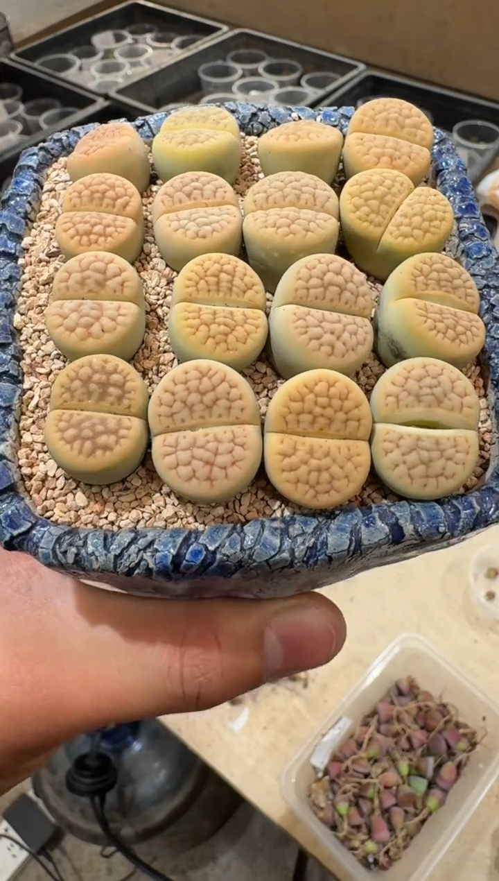 9-221多肉植物肉锥黄绿富贵一颗