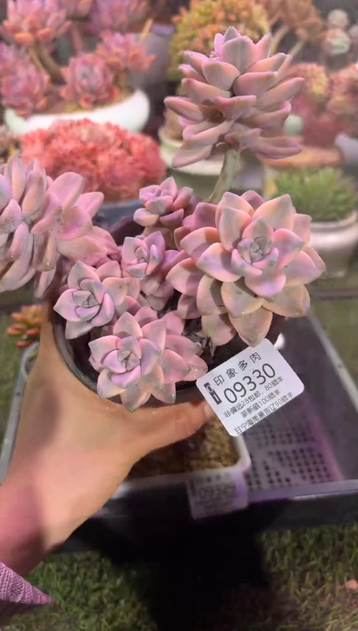 【闪购商品】09330