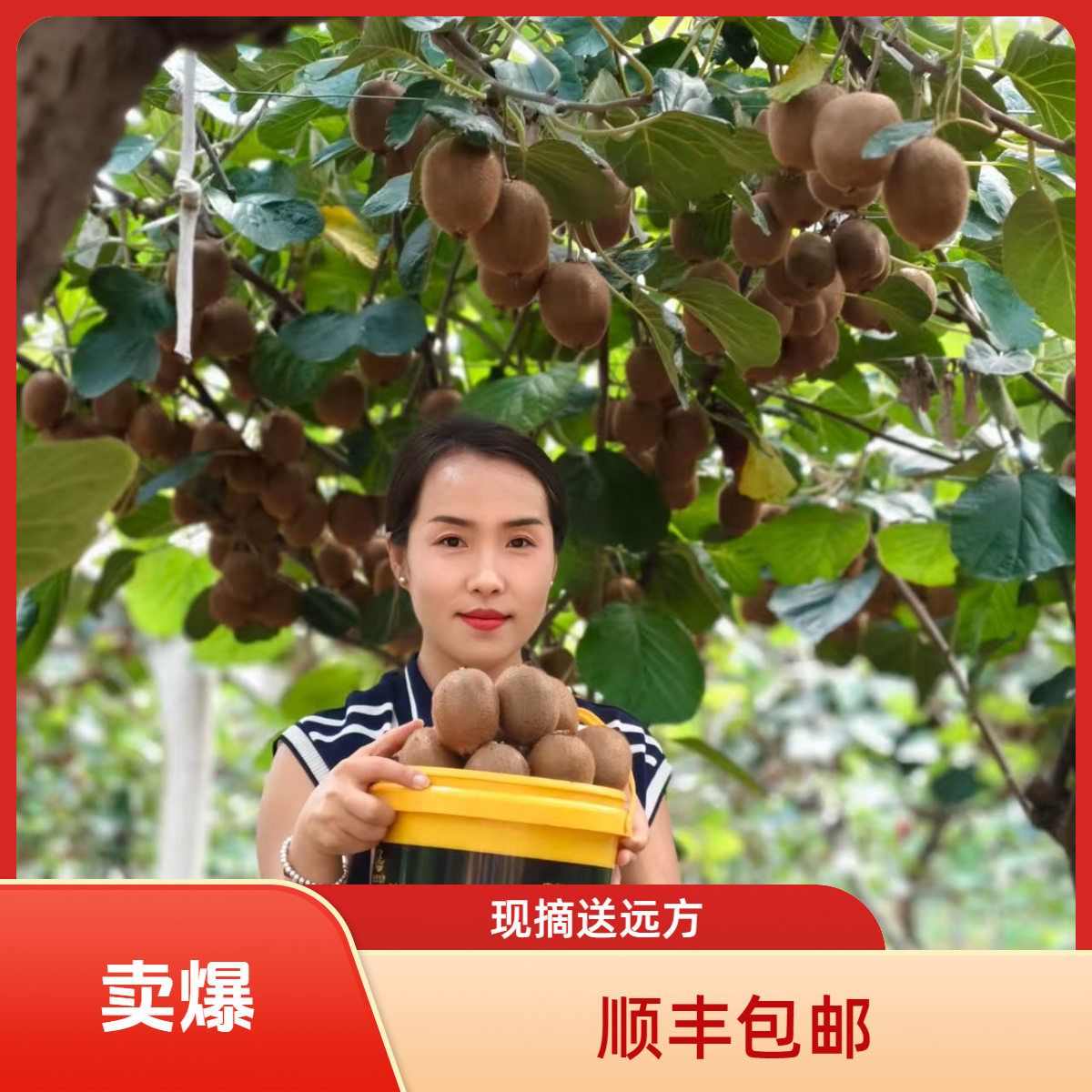 胖黑女家 陕西眉县徐香猕猴桃现摘现发当季新鲜绿心水果香甜多汁