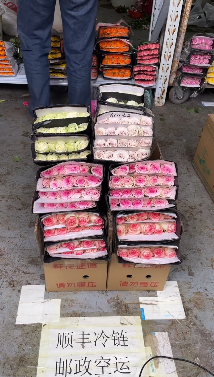 艾沙20枝+洛神20枝+曼塔20枝+白雪山20枝