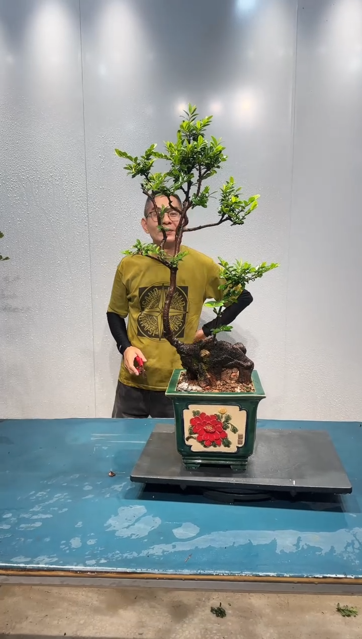 无花朵海岛翠米茶