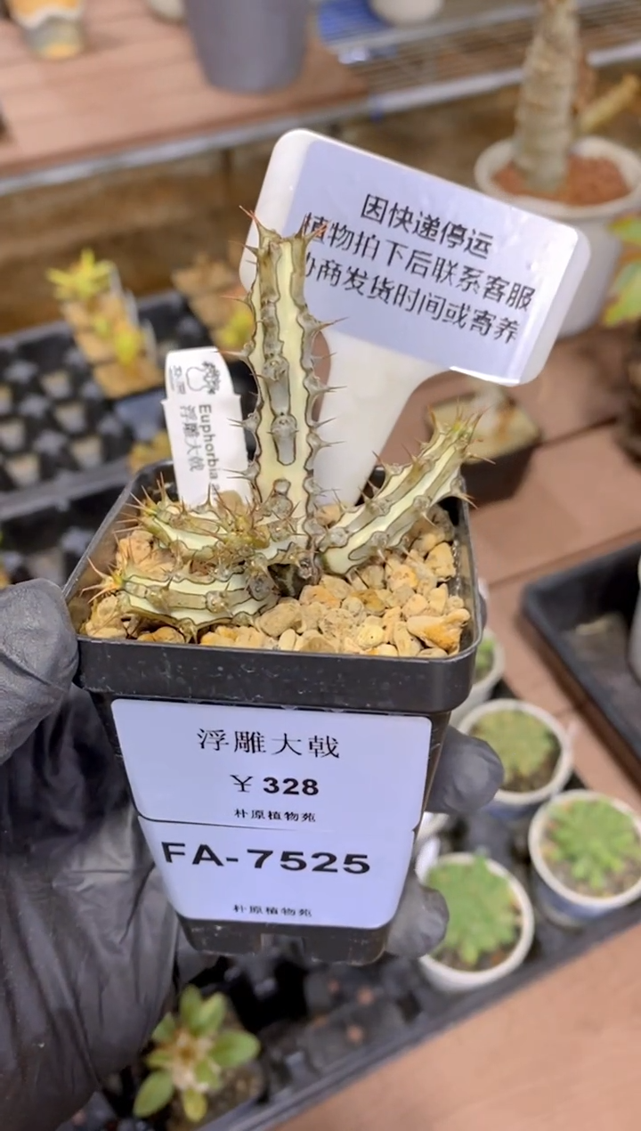 【闪购商品】浮雕大戟FA-7525