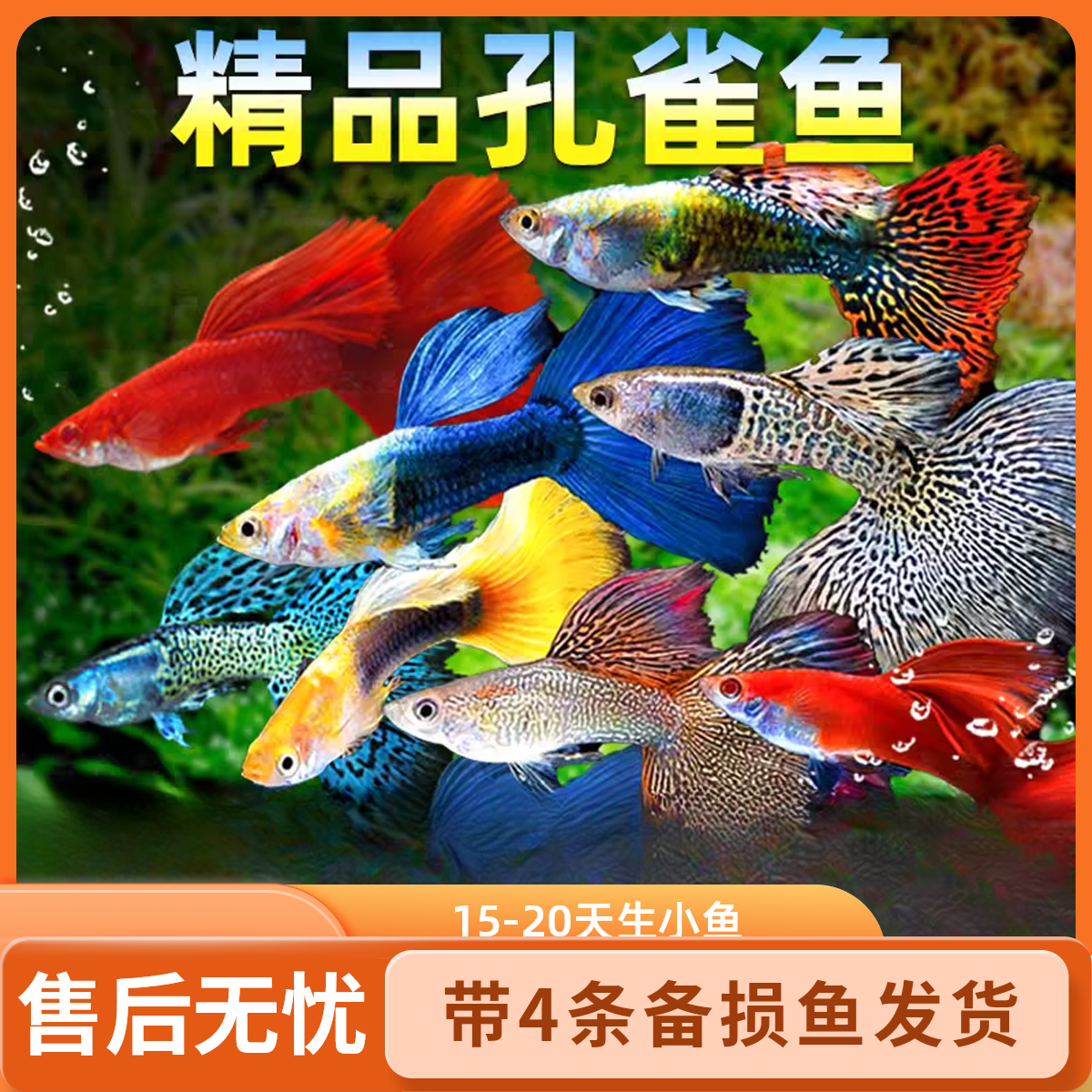 【10品种开播福利】16条+4条备损纯种孔雀鱼新手好养易繁殖小观赏鱼