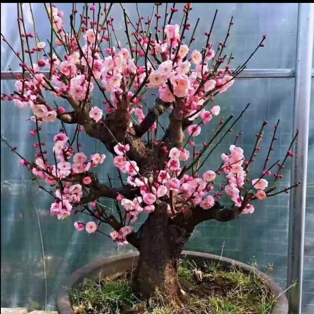梅花宫粉开花好看自带香味盆栽地栽卧室阳台好养活