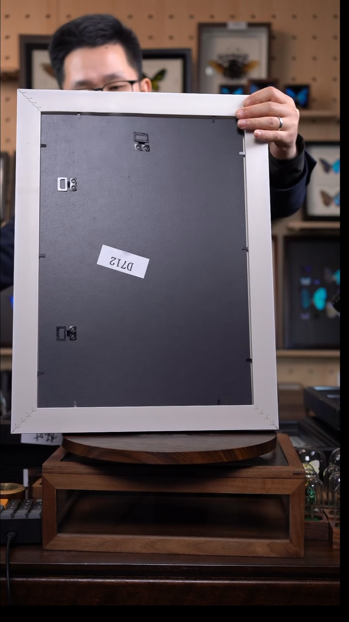 巴****狗蝴蝶标本摆件一口价d712