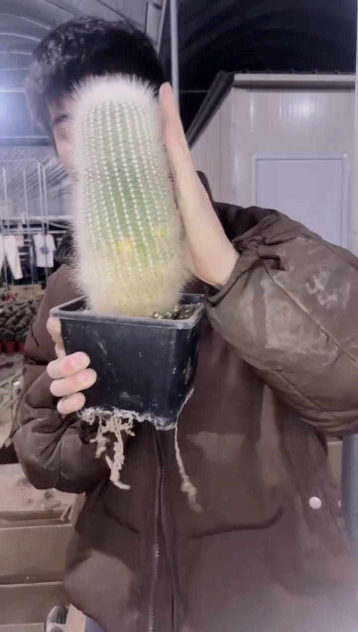 【闪购商品】超大 单头 白小丁 