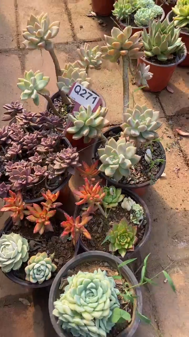 Q271多肉组合默认脱土发货