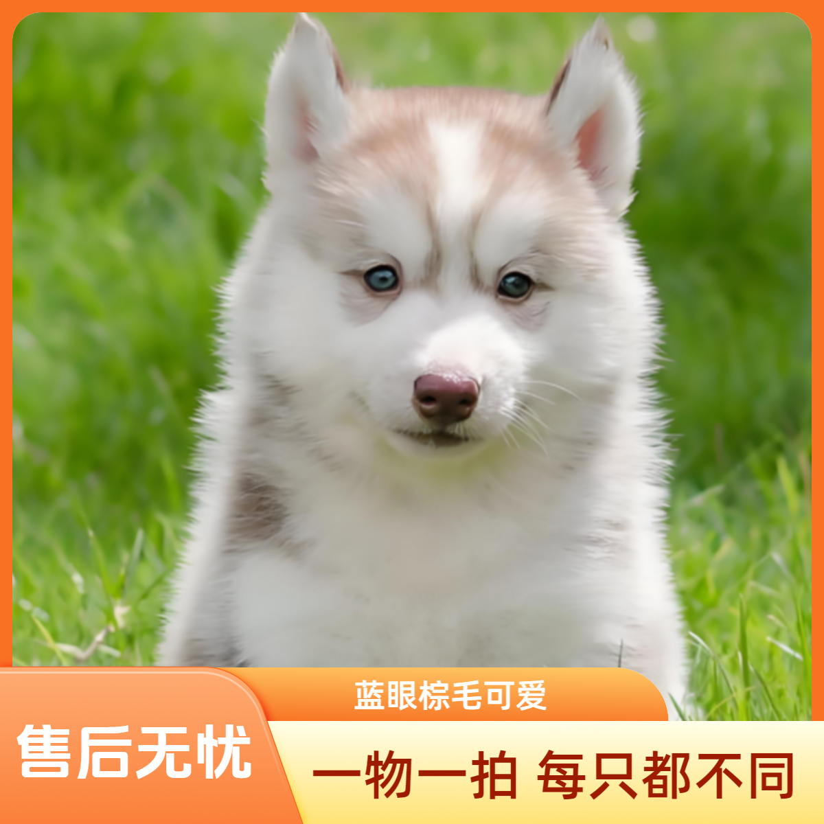 多种品种宠物耶阿拉斯加马犬柯基金毛拉拉混血双血统博美边牧金毛