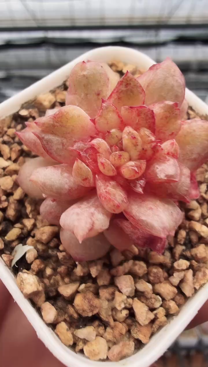 东云多肉园新款-51