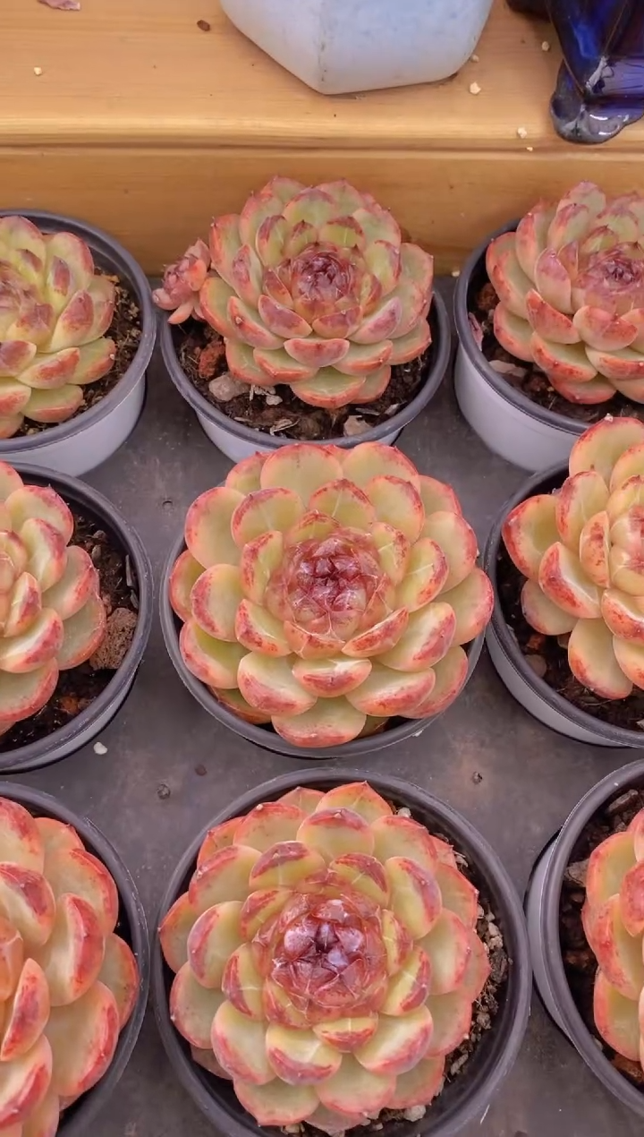 653-精控重庆森林单头（量拍）