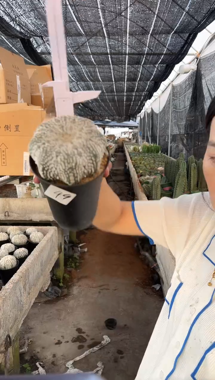 一物一拍 49 号兜带盆土