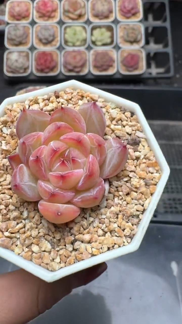 【闪购商品】972号珍妮多肉一物一拍3单包邮