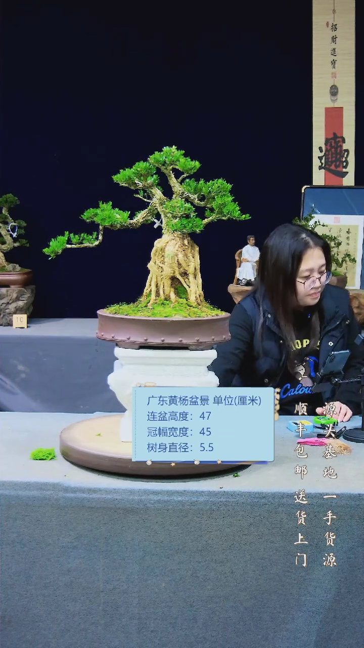 【闪购商品】黄杨盆景黄杨盆景