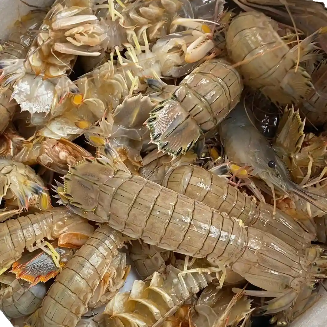 渤海湾大爬虾 低价福利⭐