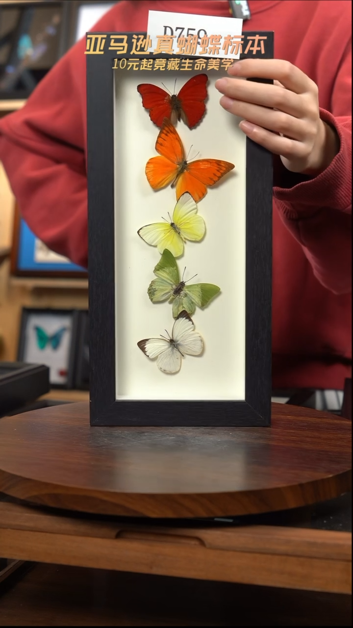 蝴蝶标本摆件竞拍d759