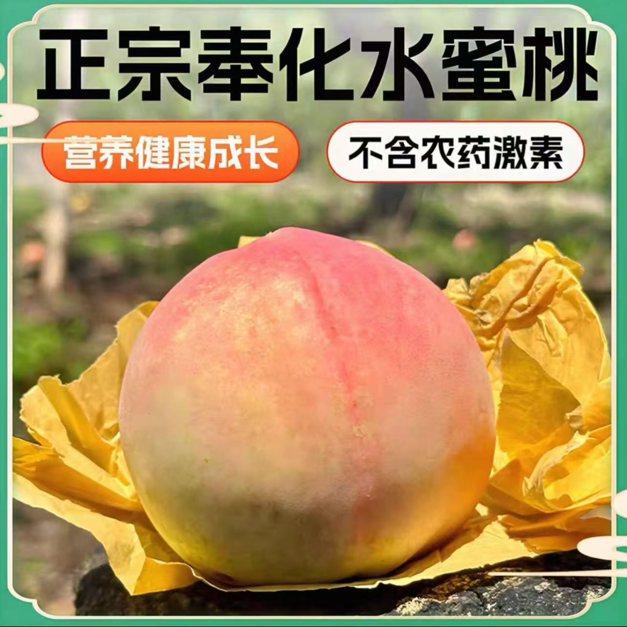 单果4两以上奉化甄选水蜜桃湖景玉露良方鲜桃现摘现发脆甜爆汁
