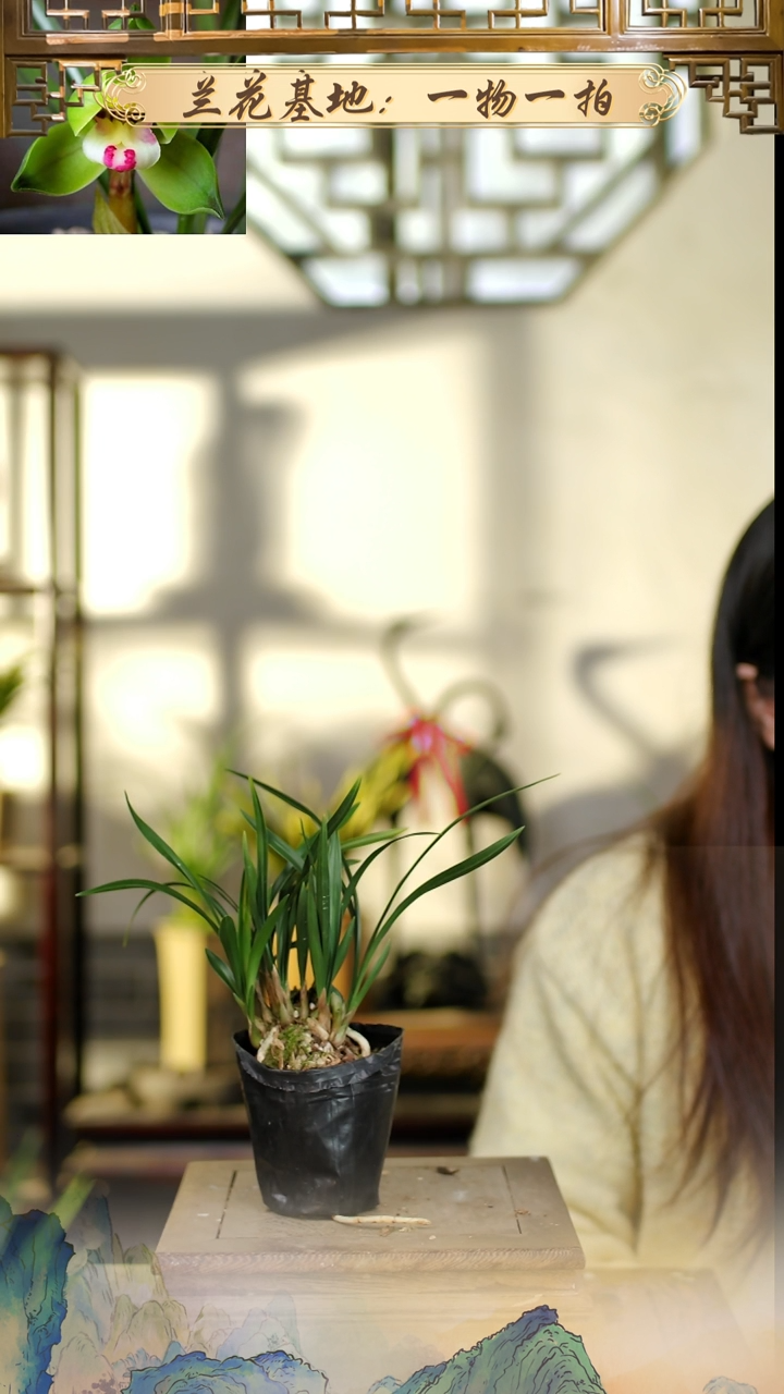 全部花苞红豆8花苞