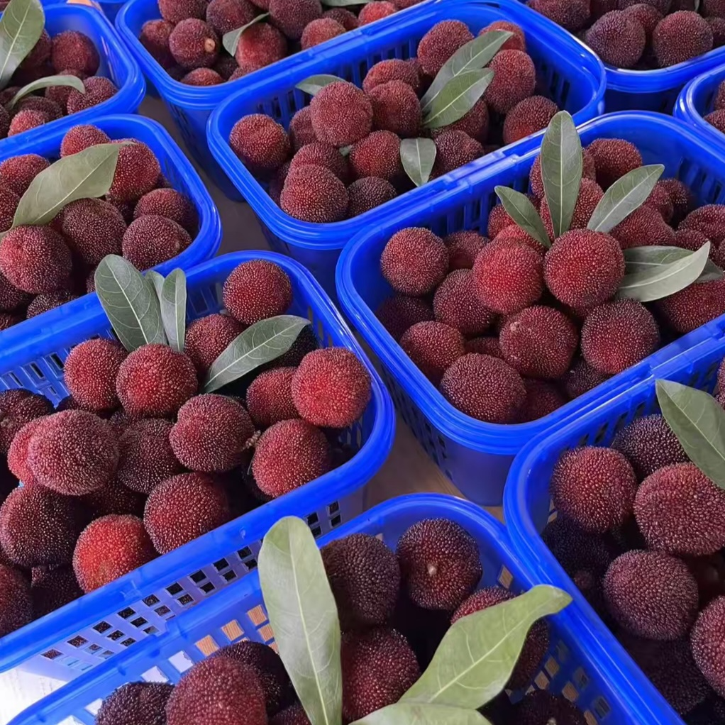 【六斤东魁】正宗仙居东魁杨梅新鲜现摘现发冷链坏果包赔酸甜可口浙江省