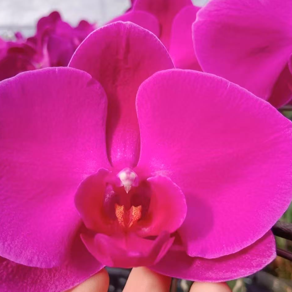 精品蝴蝶兰2.8带花剑中国红