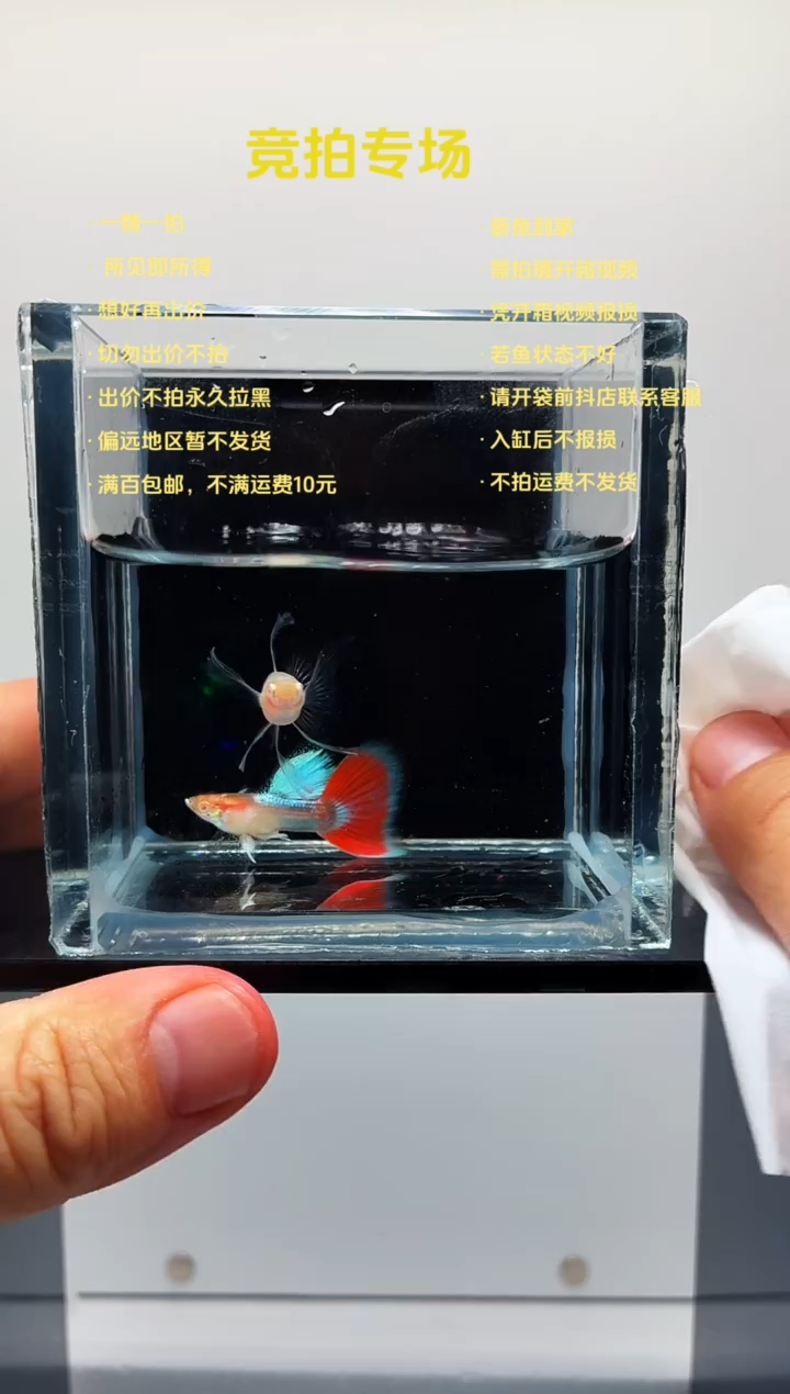 孔雀鱼火烧云大C一对-3