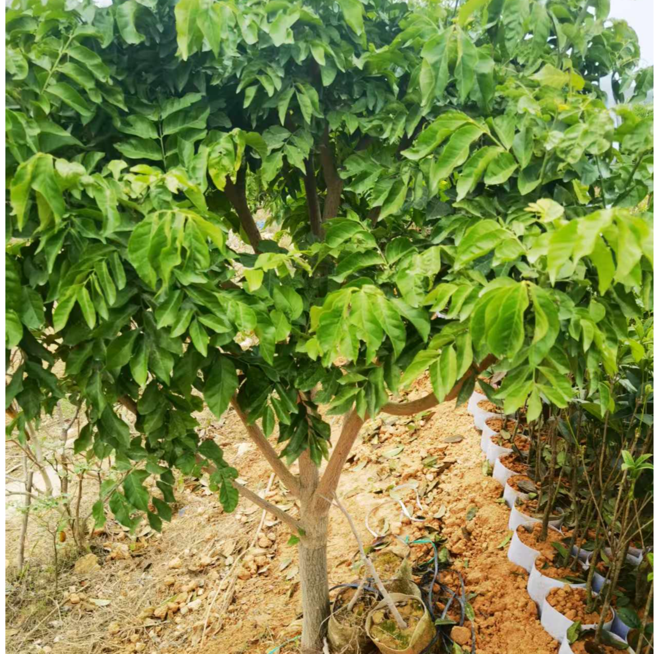 黑金刚无核鸡心冰糖贵妃黄皮果可盆栽地栽适合广西灵山