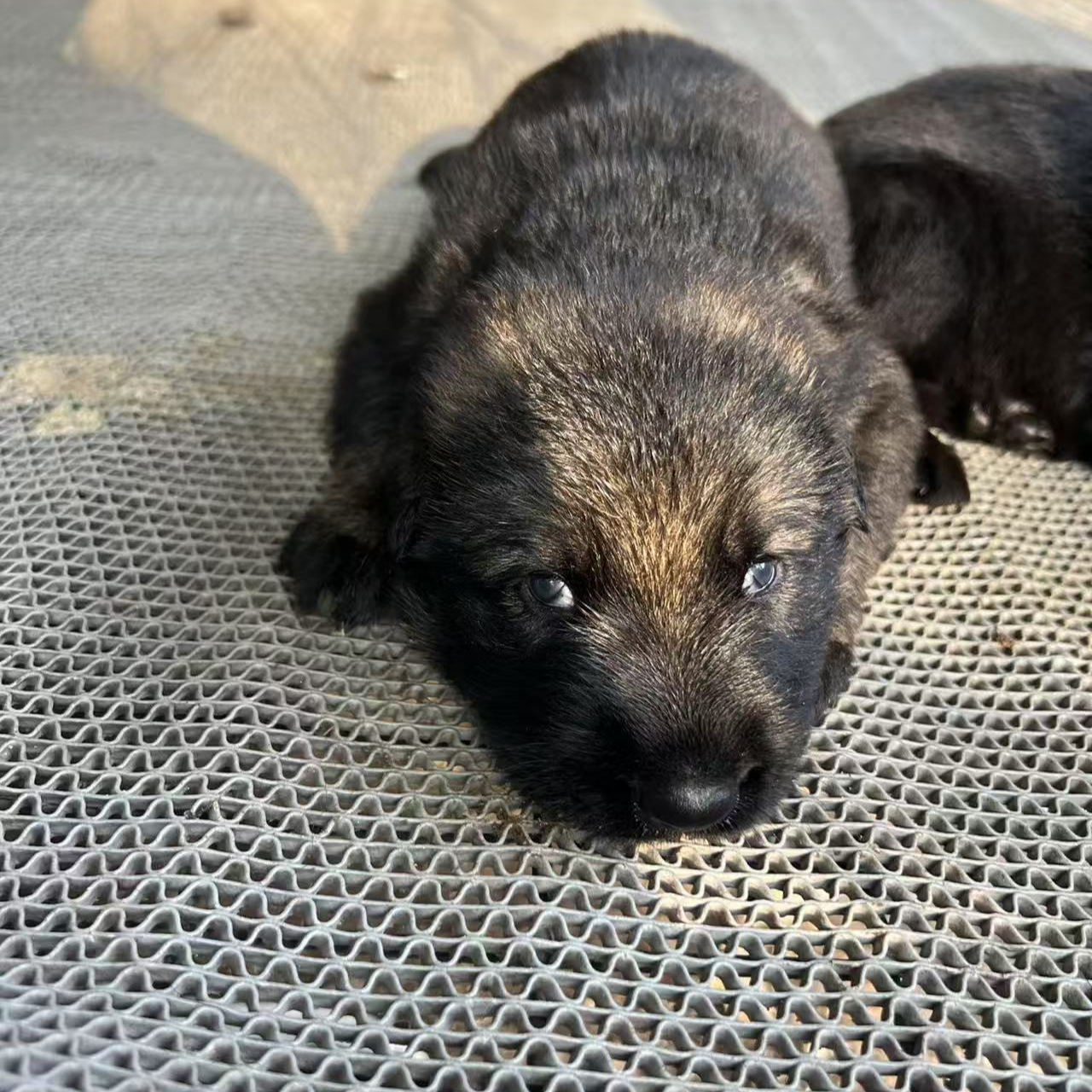 东德牧羊犬直播间选狗