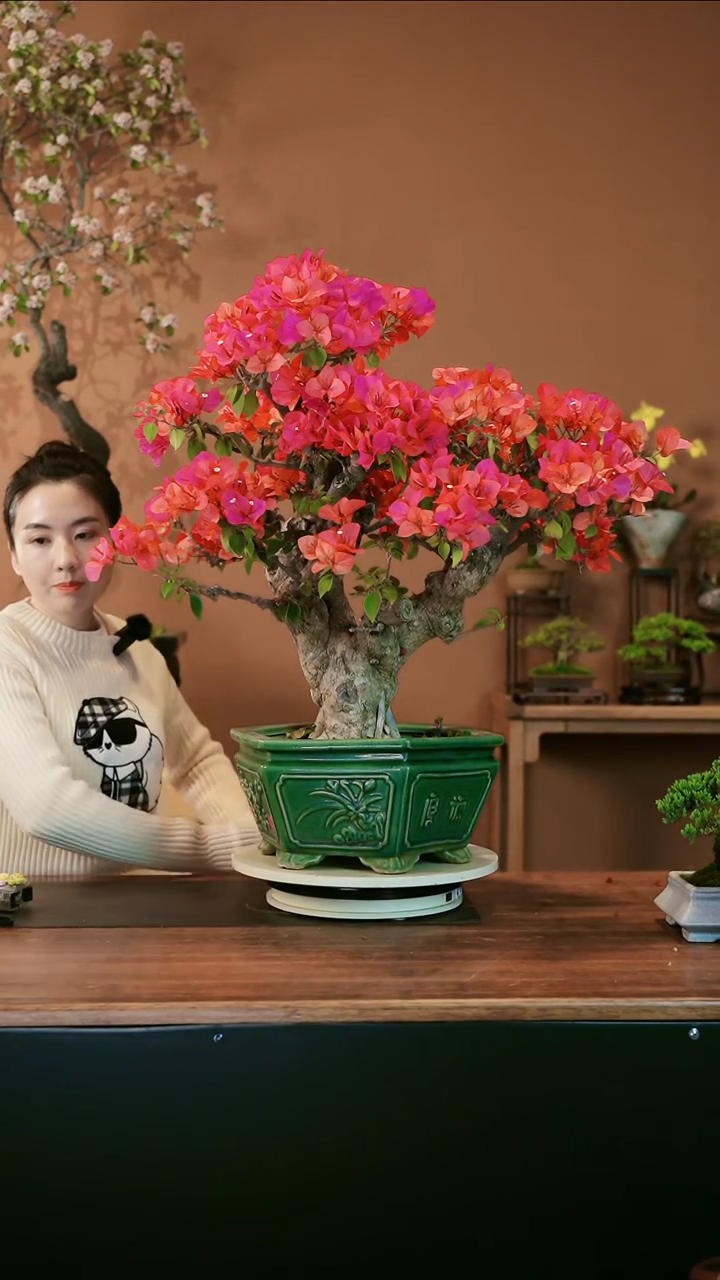 三角梅盆景盆景盆景