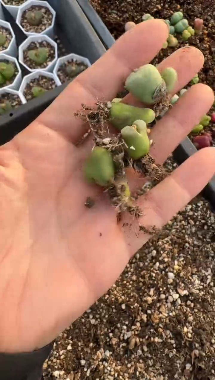 【闪购商品】6-54.