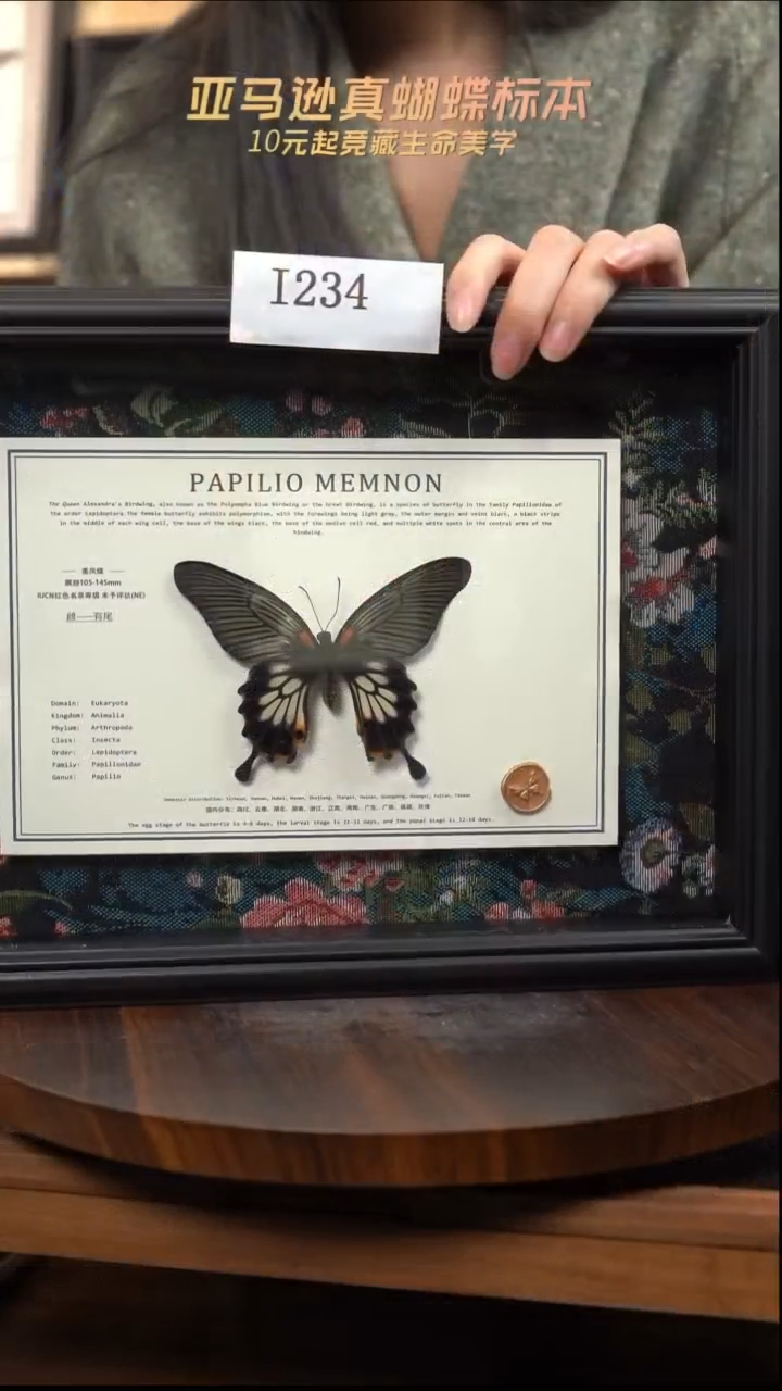 微瑕蝴蝶标本摆件一口价i234