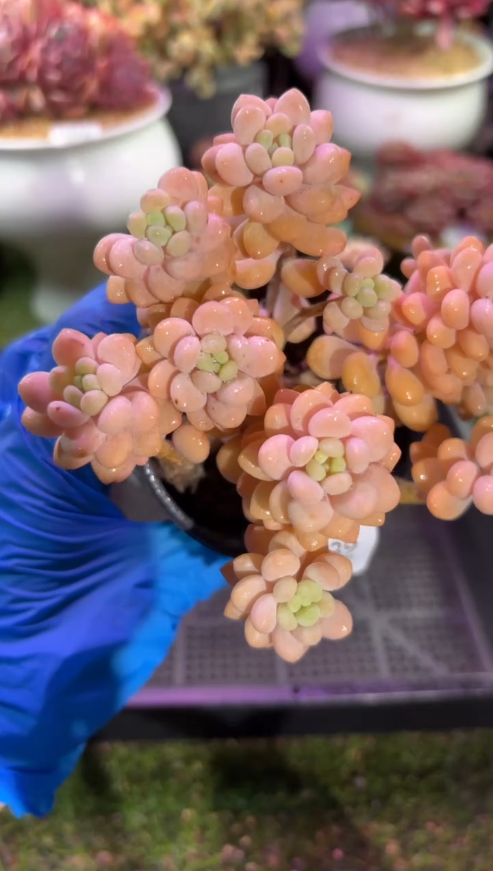 【闪购商品】05139