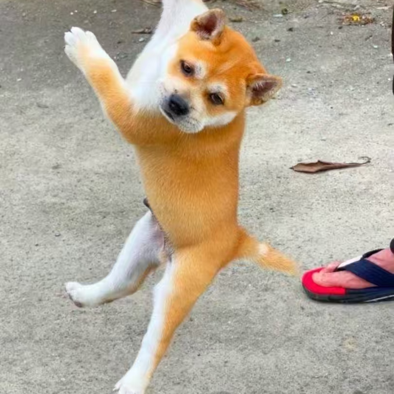 【广西土猎小莫哥】狗狗小狗活体链接