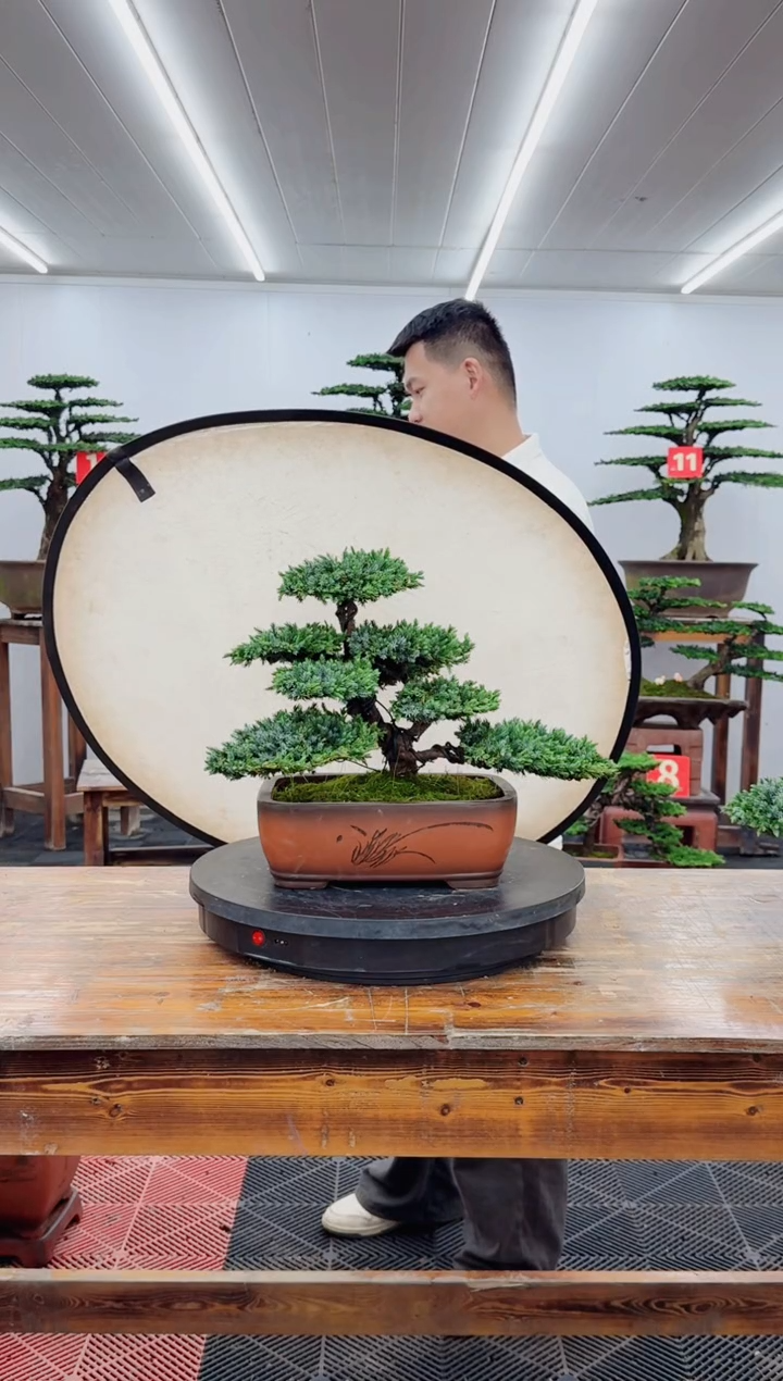 无花朵翠兰柏22222222222