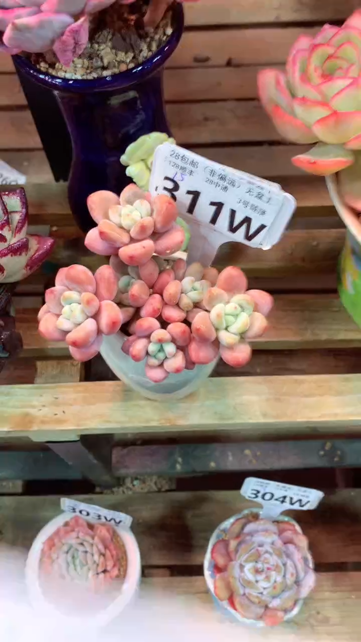 311W（一物一拍，精品多肉，w所见即所得 ）
