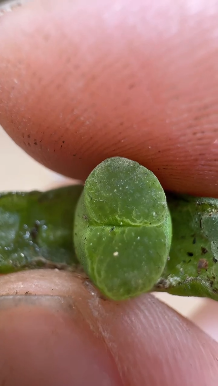 【闪购商品】16-235