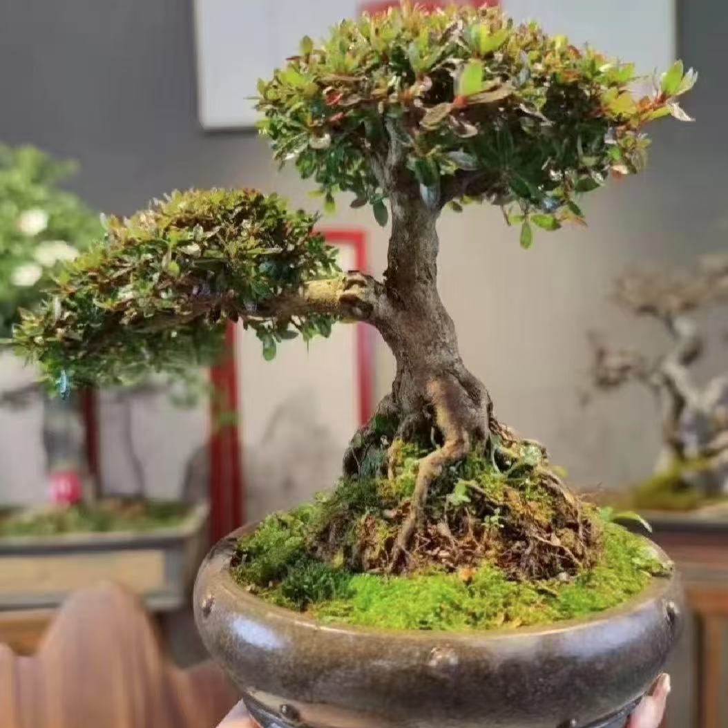 米叶檀香杜鹃盆景素材（一物一拍）