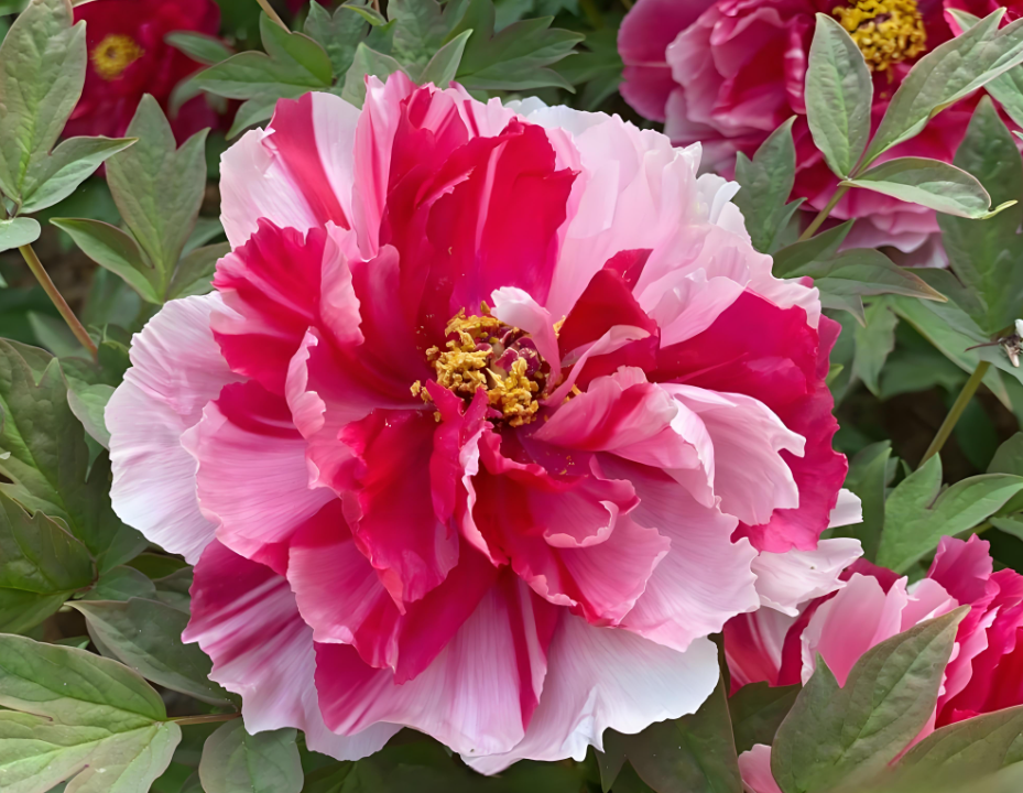 3年1-3分枝牡丹花裸根苗、菏泽牡丹、洛阳牡丹